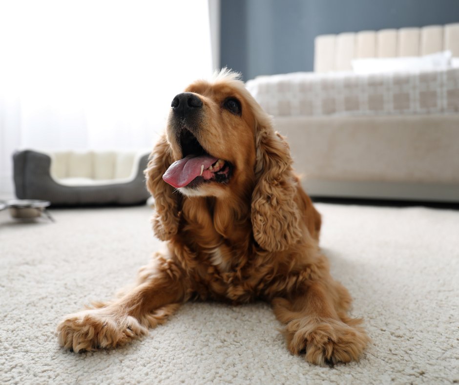 Condo Living: Greenery and Pets!