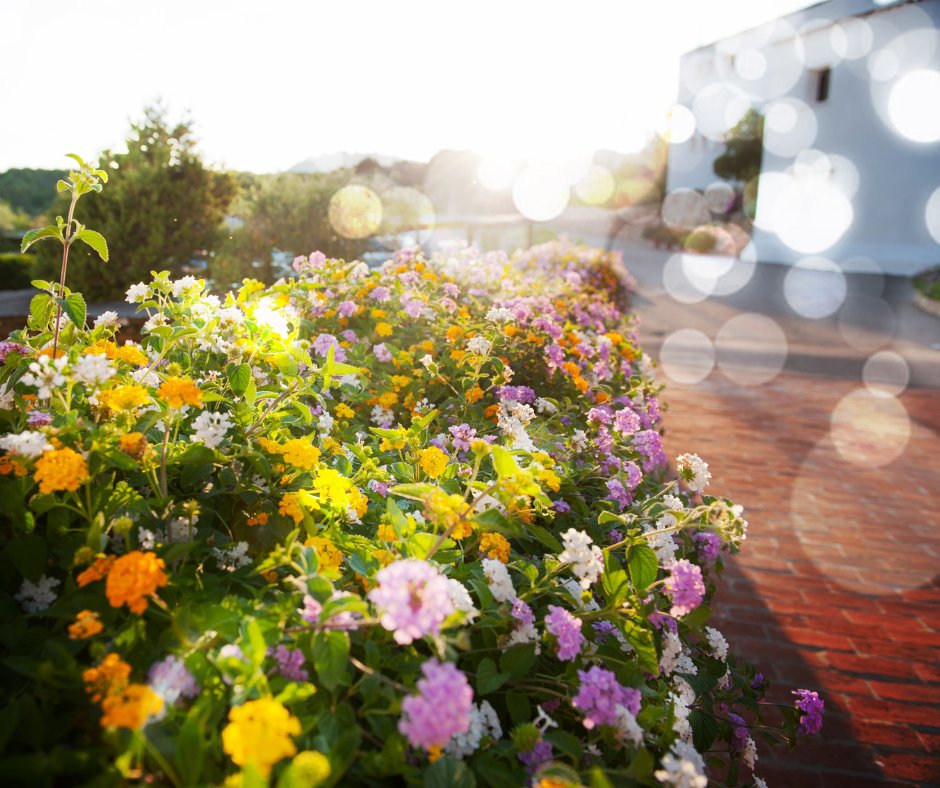 What's the Deal with Garden Suites in Toronto?